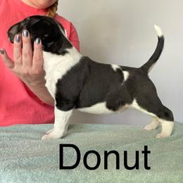 Donut - Black tan and white female Bull Terrier puppy in Spokane Valley, Washington from Whitney Johnson