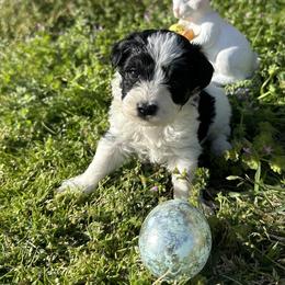 Oreo - Parti male Schnoodle puppy in Quitman, Texas from Wright Doodles