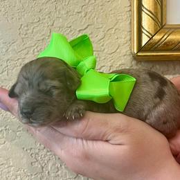 Carlee - Blue merle female Aussiedoodle puppy in Midlothian, Texas from Gray Doodles
