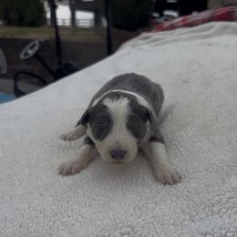 Mallory - Blue female Border Collie puppy in Chattanooga, Tennessee from Ross Vegas Kennels