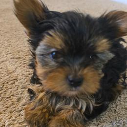 Julie - Black and tan female Yorkshire Terrier puppy in Aiken, South Carolina from Yorkshires Yorkies