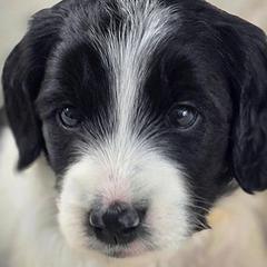 Golden Mountain Doodles from Hopes Angels Mini Doodles