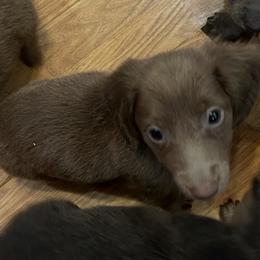 Bella - Fawn (isabella) and tan female Dachshund puppy in Poplarville, Mississippi from Sarah’s Darling Dachshunds