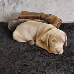 Boy 5 - male Weimaraner puppy in Catoosa County, Georgia from Kaleidoscope Weims