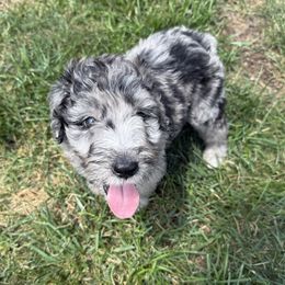 Sumner - Blue merle and white female Sheepadoodle puppy in Lancaster, Pennsylvania from Bitler Family Puppies