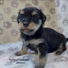 Snickers - Black and tan male Havanese puppy in Lovingston, Virginia from Tye River Havanese