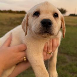 Brown Collar Male - Yellow male Labrador Retriever puppy in Salado, Texas from Wild Games Labradors