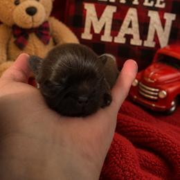 Jesse red - Chocolate male Shih Tzu puppy in Augusta, Maine from Zulas Shih Tzu of Maine