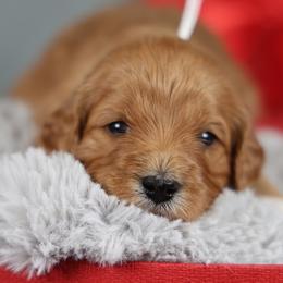 Tortuga - Red female Cavapoo puppy in Murray, Utah from Good Looking Dogs