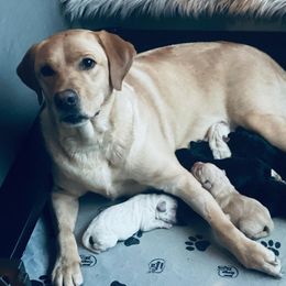 Labrador Retriever Puppies from Mi Royal Labradors