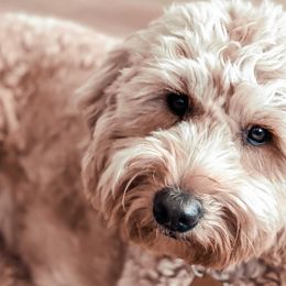 Goldendoodles from Sunny Days Doodles