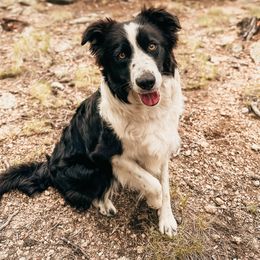 Morgan Vance - Border Collie