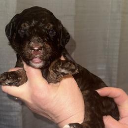 Iris - Phantom female Poodle puppy in Prosperity, Pennsylvania from Stelladoodles & Company