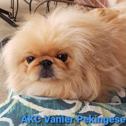 Christine - Pekingese