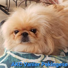 Christine - Pekingese