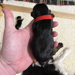 Frank - Red Boy - Black and tan male Cavalier King Charles Spaniel puppy in Little Rock, Arkansas from Montra Japanese Chin & Cavalier King Charles Spaniels