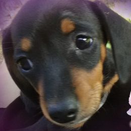 Dachshunds from M & K's Goodies