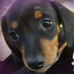 Dachshunds from M & K's Goodies