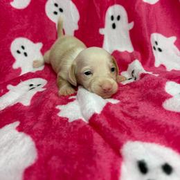 Layla - Cream female Dachshund puppy in Lake City, Florida from My Ditzy Doxies of Florida