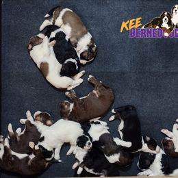 Bernedoodle and Bernese Mountain Dog Puppies from KEE Bernedoodles
