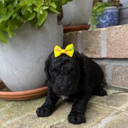 Honor - Black female Goldendoodle puppy in Camden, North Carolina from Oopsie Doodles of NC