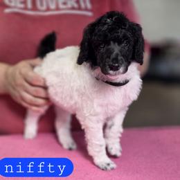 Niffty - Parti female Poodle puppy in Blue Ridge, Georgia from Beltane Standard Poodles