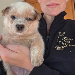 Parker - Red mottled male Australian Cattle Dog puppy in Rhoadesville, Virginia from Rosewood Farms Australian Cattle Dogs