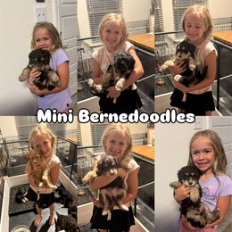 Bernedoodle and Goldendoodle Puppies from Central Texas Doodles