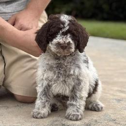 Shiitake - Brown roan female Lagotto Romagnolo puppy in Sugar Valley, Georgia from Pinnacle Farm and Kennel