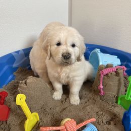 Puppy - Golden Retriever puppy in Linden, Michigan from High Society Farm