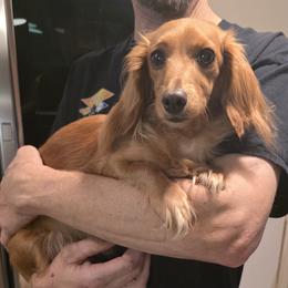 Ada - Dachshund