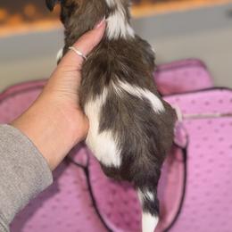 Morkie Puppies from Pink Purse Designer Breeds