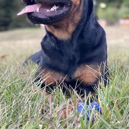 Border Collie and Rottweiler All Grown Up from KJB Kennels