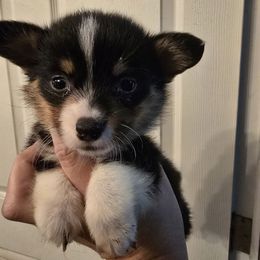 Black Headed Tri Girl - Black and tan female American Corgi puppy in Middleburg, Florida from Mulkeys Little Corgis