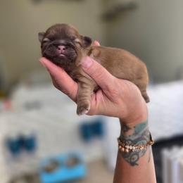 Kai - Liver and white male Shih Tzu puppy in Lancaster, Ohio from Wandering Tzu
