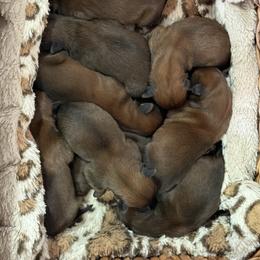 Boy 2 - Wheaten male Soft Coated Wheaten Terrier puppy in Dragoon, Arizona from Wild West Wheatens