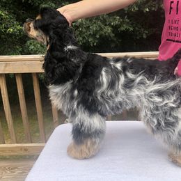 Cocker Spaniel Puppies from Opalina Cocker Spaniels