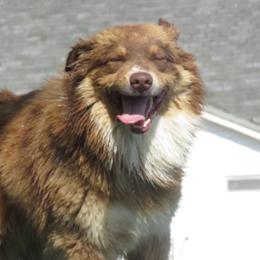 Working Dog Crosses from Aussie Acres