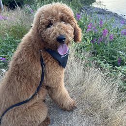 Goldendoodle All Grown Up from Dawnie’s Doodles
