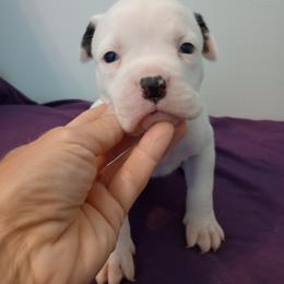 Puppy 2 Black - White and brindle male American Bulldog puppy in Kingsport, Tennessee from Iron Will American Bulldogs