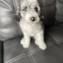 Aussiedoodle and Goldendoodle Puppies from Cuddly Doodles