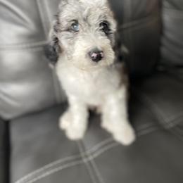 Aussiedoodle and Goldendoodle Puppies from Cuddly Doodles