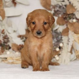 White Ribbon - Dark golden female Golden Retriever puppy in Howard City, Michigan from Sherman's Shepherds