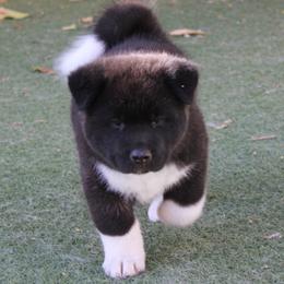 Akita Puppies from SunDevil Akitas