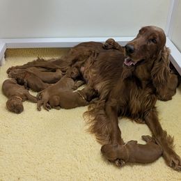 Irish Setter puppies from Anamacara Irish Setters