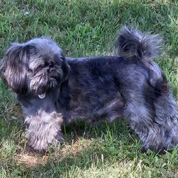 COCOA - Shih Tzu
