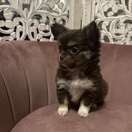 Rebel - Chocolate and tan female Chihuahua puppy in Northboro, Iowa from So Sweet Chihuahuas