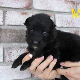 Yellow - Black female German Shepherd puppy in New York from Spitze German Shepherds