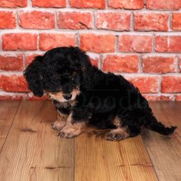 Assorted Doodle Crosses, Aussiedoodles, Bernedoodles, Cavapoos, Goldendoodles, and Sheepadoodles from Happy Top Doodles