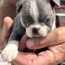 Bootsie's blue girl 2 - Blue female Boston Terrier puppy in Yakima, Washington from Barnett’s AKC Boston Terriers